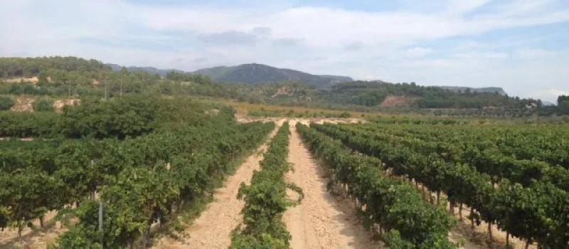 Exclusive private tour of the best of the wine cellar and landscape of Priorat and Montsant Region. 